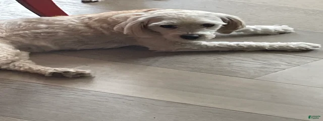 Peanut