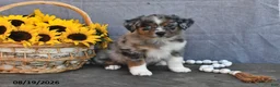 Australian Shepherd dogs for sale: Ted - Ad 1