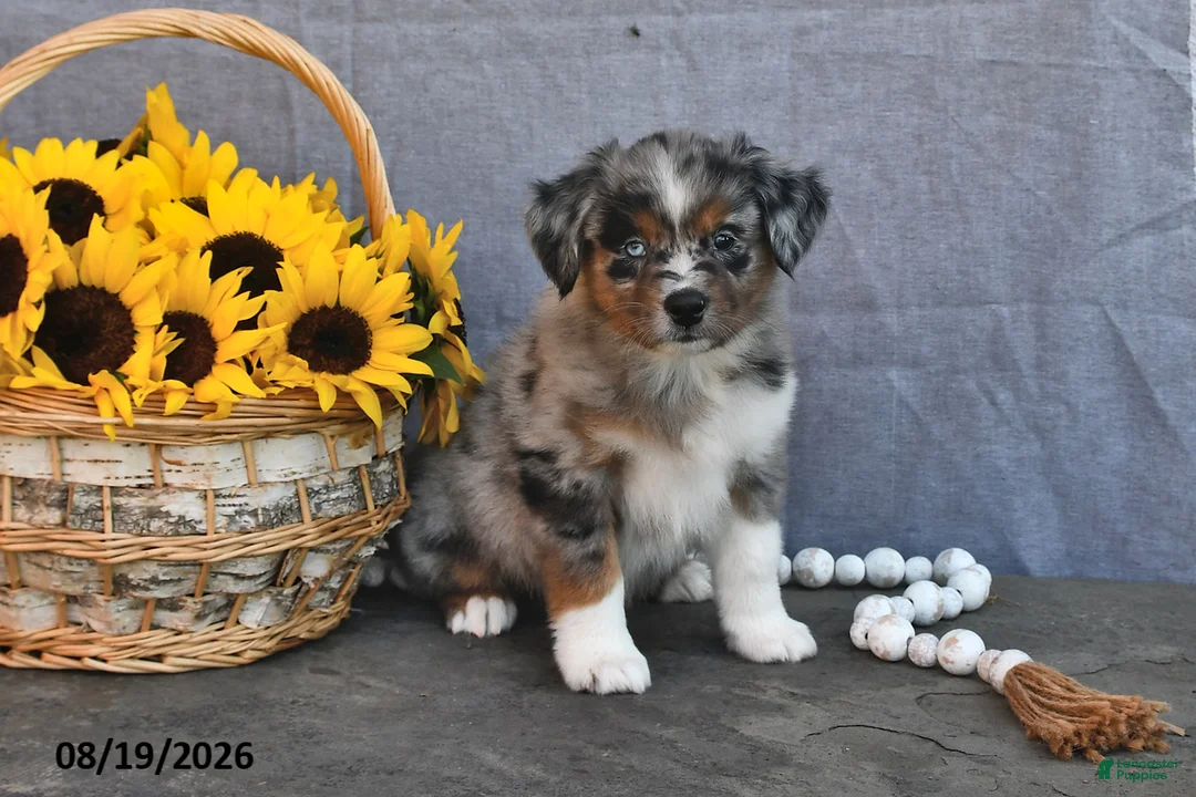 Australian Shepherd dogs for sale: Ted - Ad 1