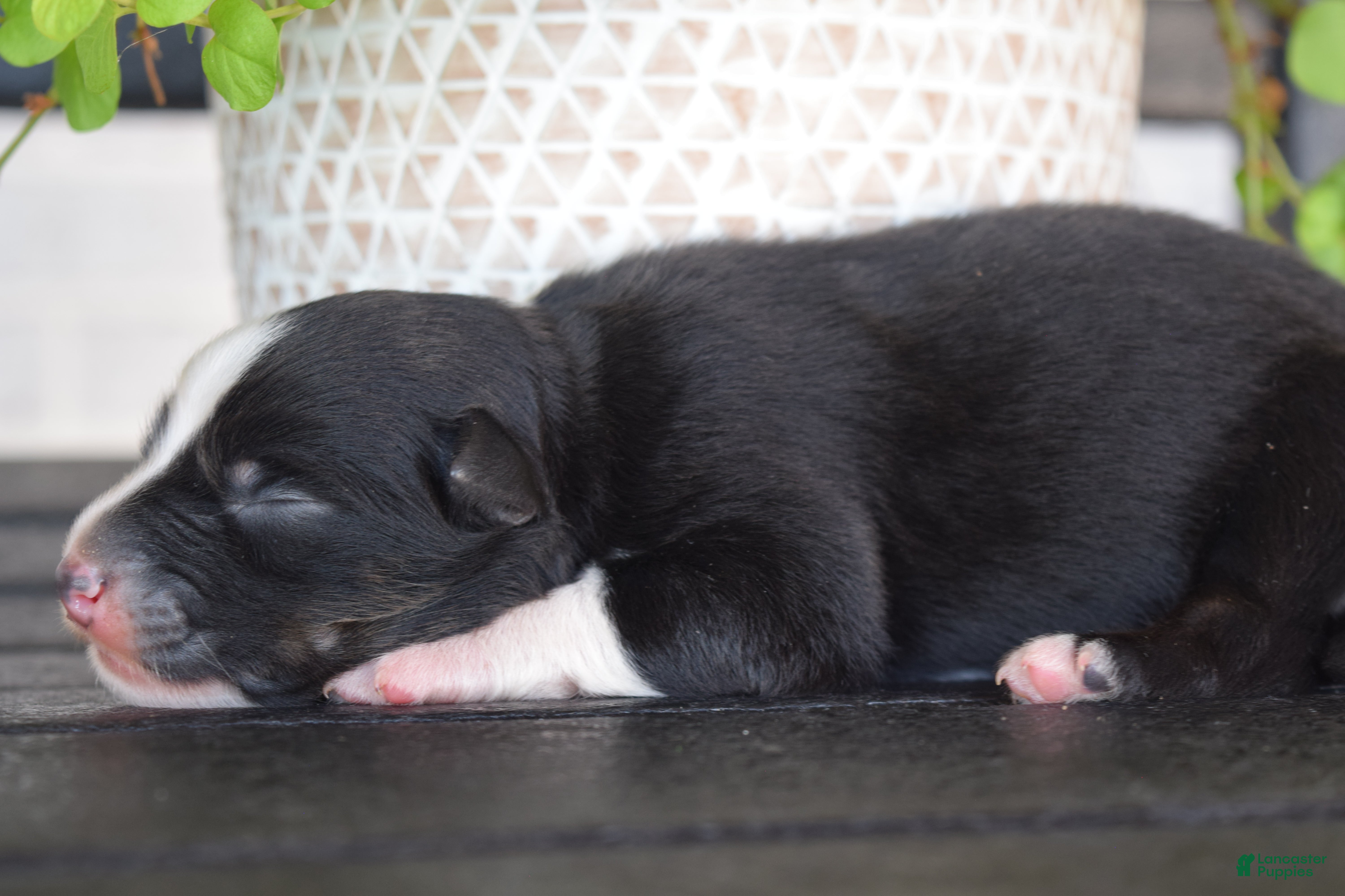 Australian Shepherd dogs River - Ad 14