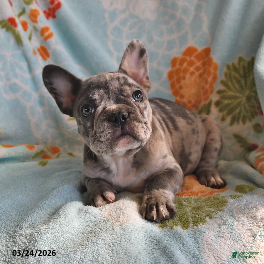 Frenchton dogs Brian - Ad 2