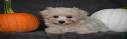 Maltipoo dogs for sale: Melody - Ad 4