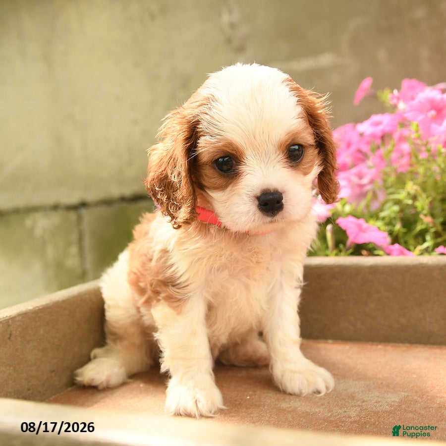 Cavalier King Charles Spaniel dogs Chester - Ad 1