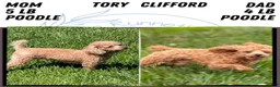 Toy Poodle dogs for sale: Bella - Ad 10