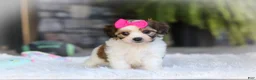 Cavachon dogs for sale: Aspen - Ad 8