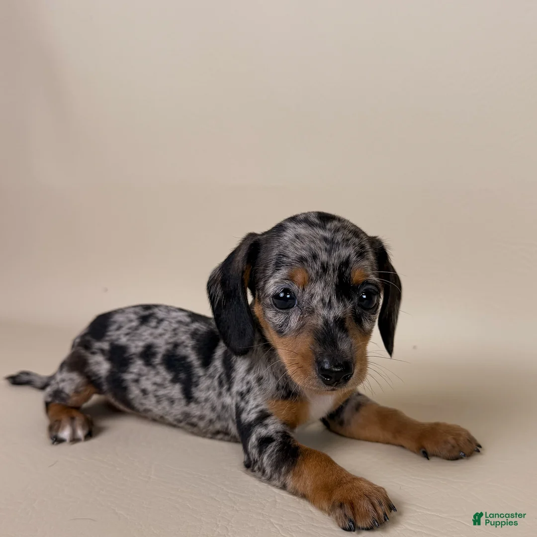 Miniature Dachshund dogs for sale: Dottie - Ad 2