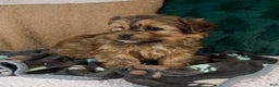 Shorkie dogs for sale: Isaac - Ad 6