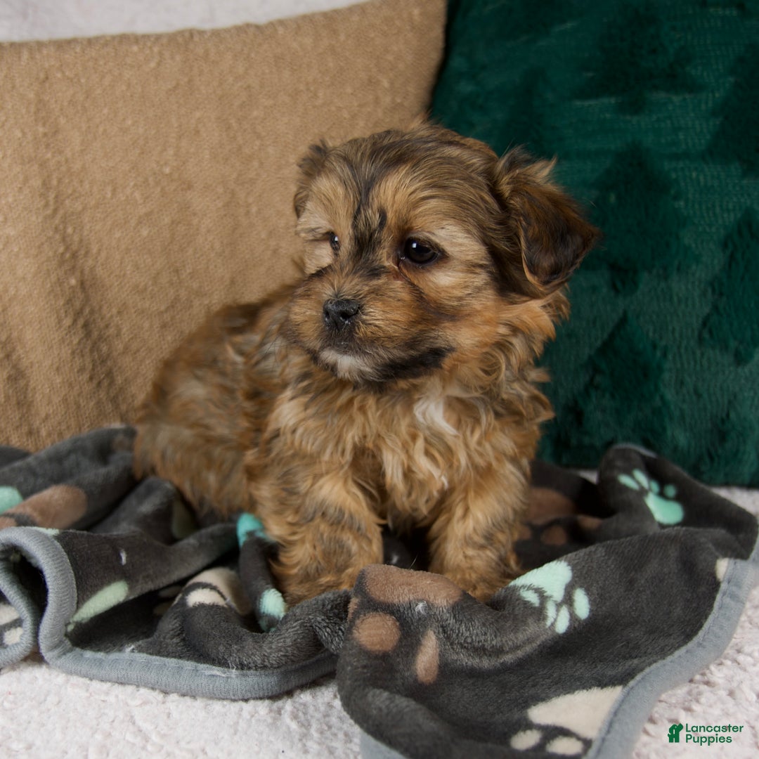 Shorkie dogs for sale: Isaac - Ad 6