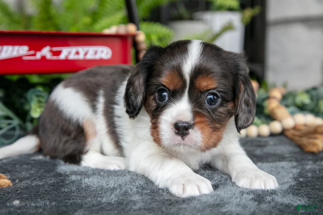 Cavalier King Charles Spaniel dogs for sale: Kevin - Ad 3