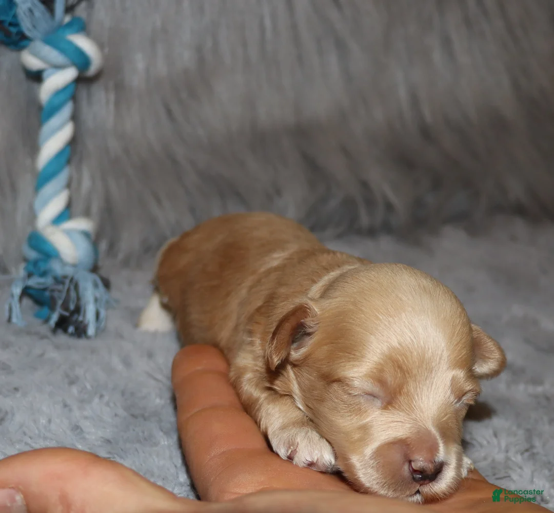 Havapoo dogs for sale: Asher 👨‍👨‍👦‍👦💞🐕 Miniature - Ad 17