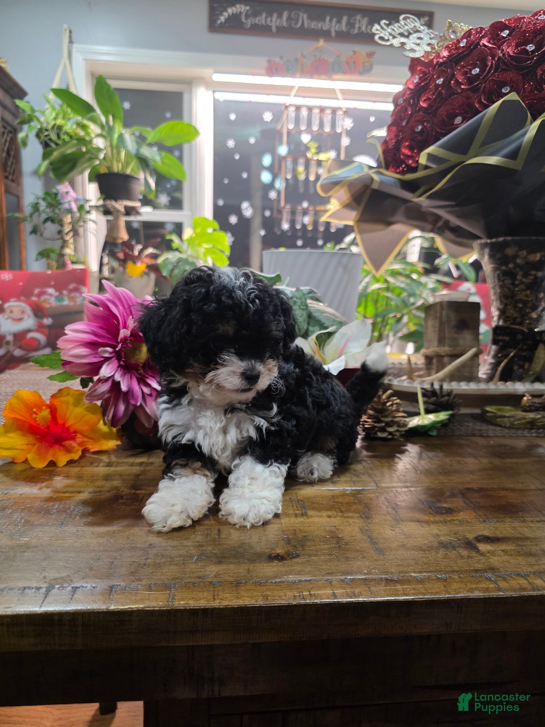 Toy Poodle dogs for sale: Oreo - Ad 4