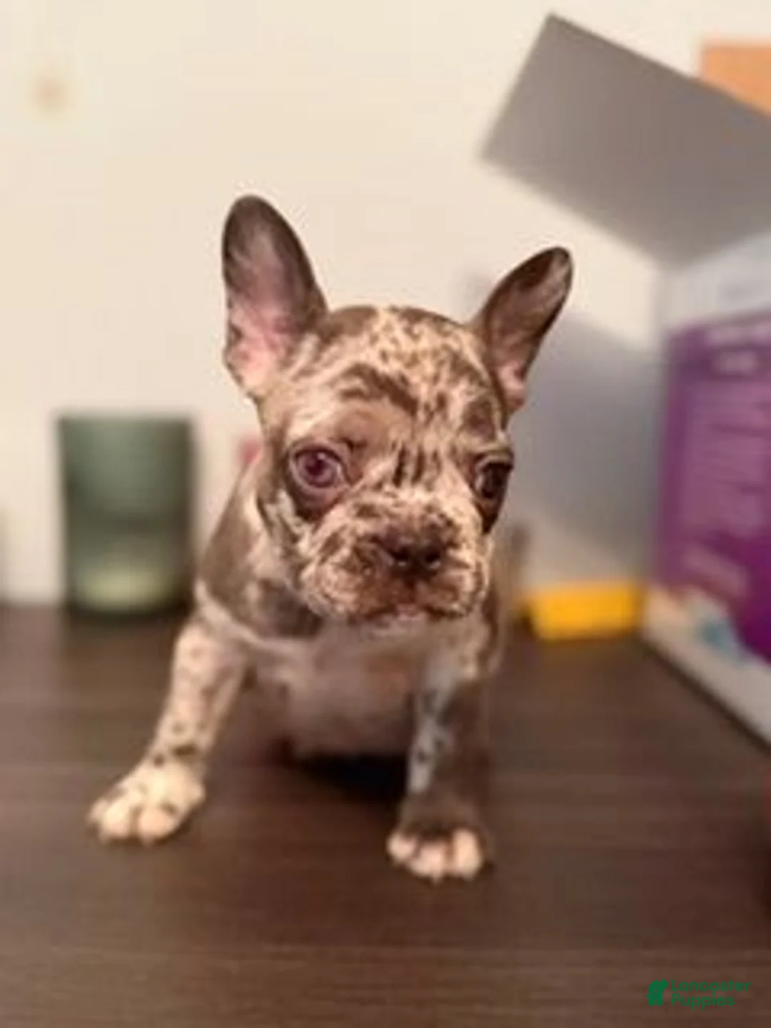 French Bulldog dogs for sale: French Bulldog 8 (BLOSSOM) - Ad 1