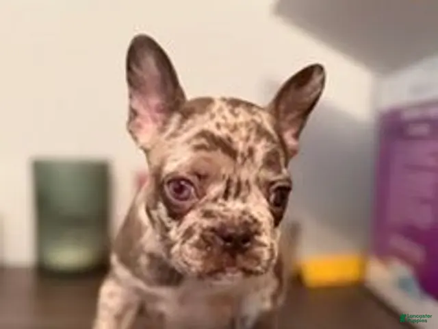 French Bulldog dogs for sale: French Bulldog 8 (BLOSSOM) - Ad 1