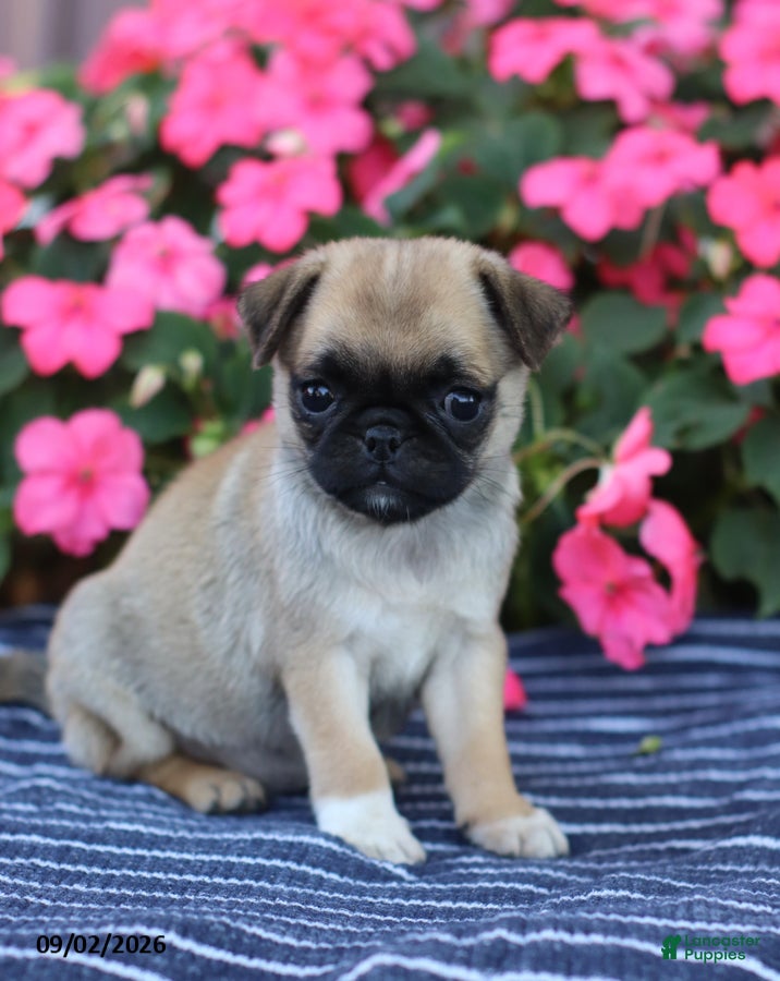 Pug dogs Betsy - Ad 1
