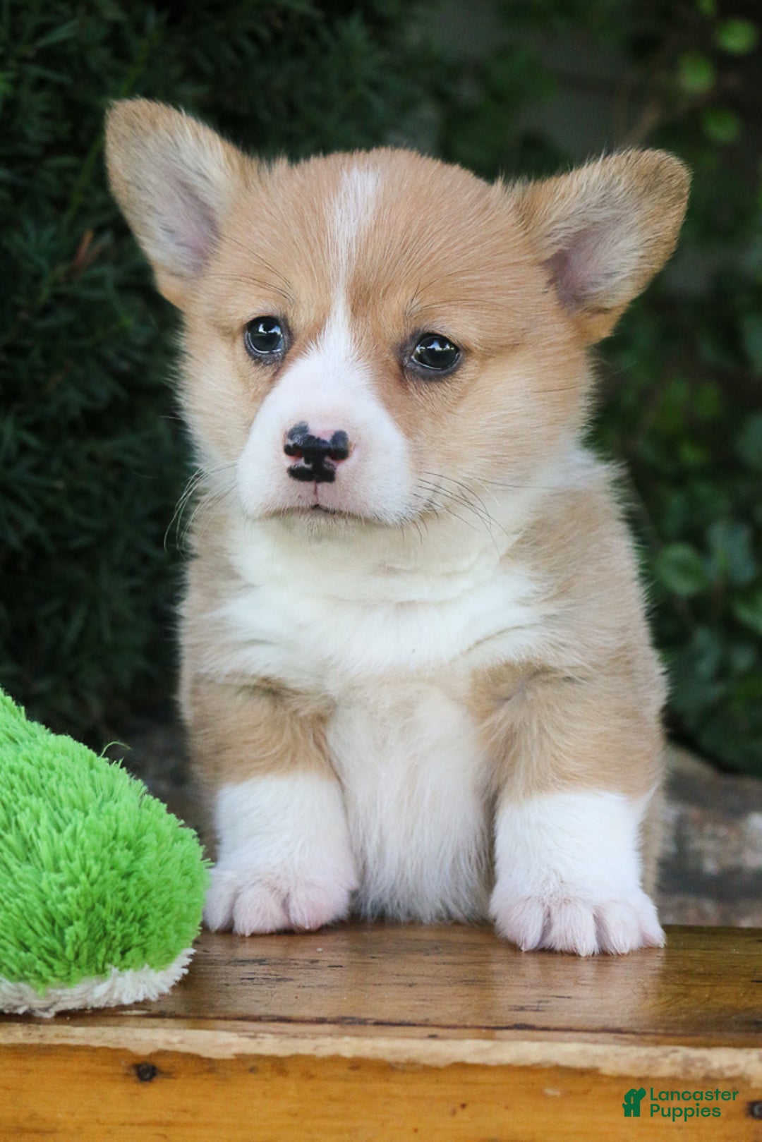 Gallery Image {{count}}