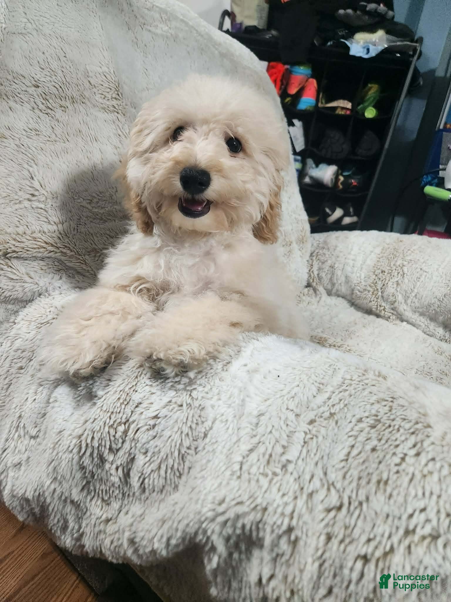 Pomapoo dogs Dahlia - Ad 30