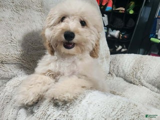 Pomapoo dogs Dahlia - Ad 30