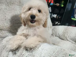 Pomapoo dogs Dahlia - Ad 27