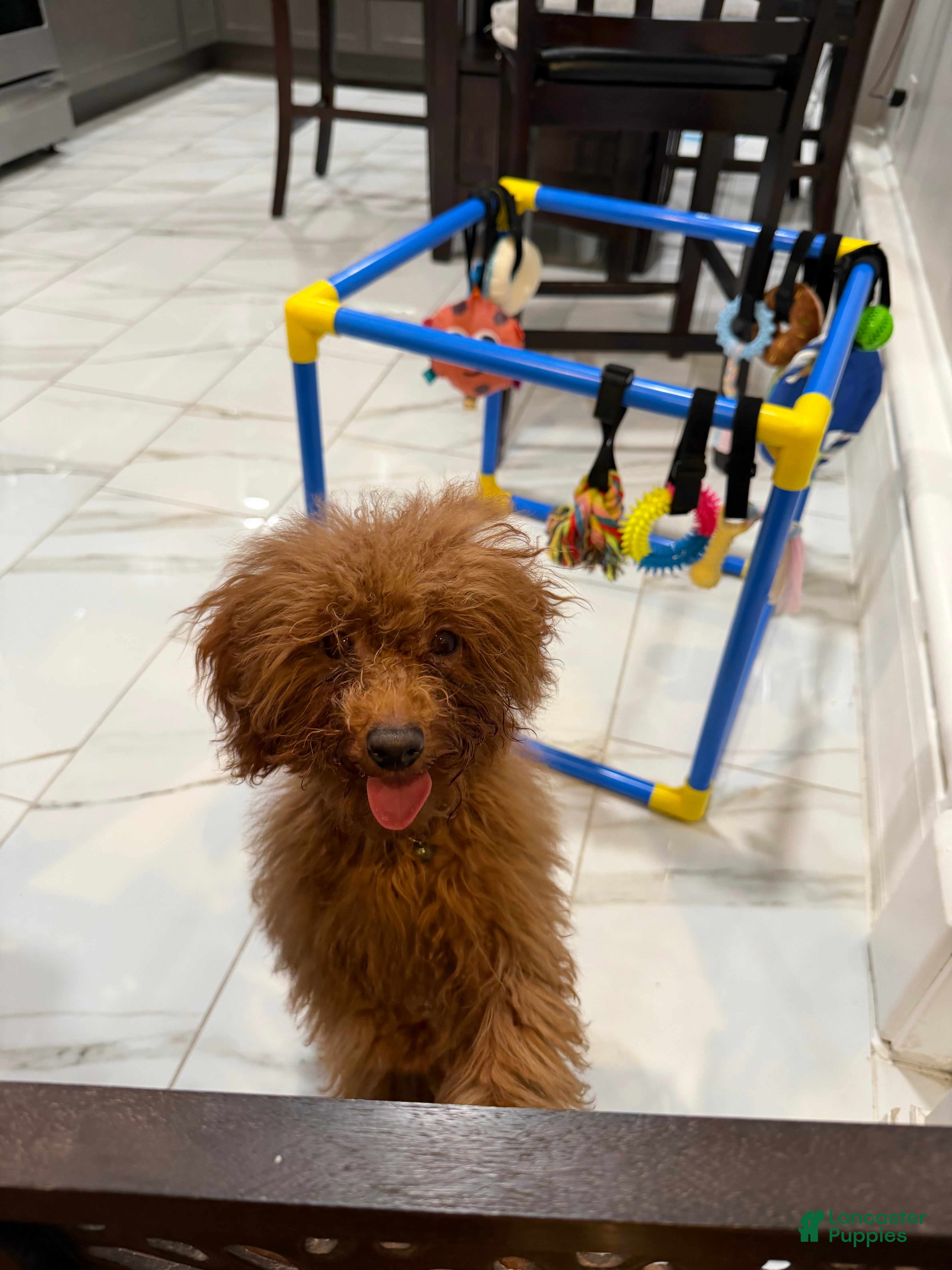 Toy Poodle dogs Toy Poodle Puppy 1 - Ad 38
