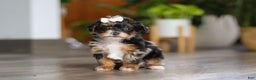 Yorkiepoo dogs for sale: Chanel - Ad 3