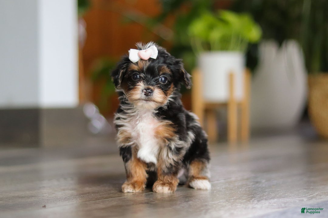 Yorkiepoo dogs for sale: Chanel - Ad 3