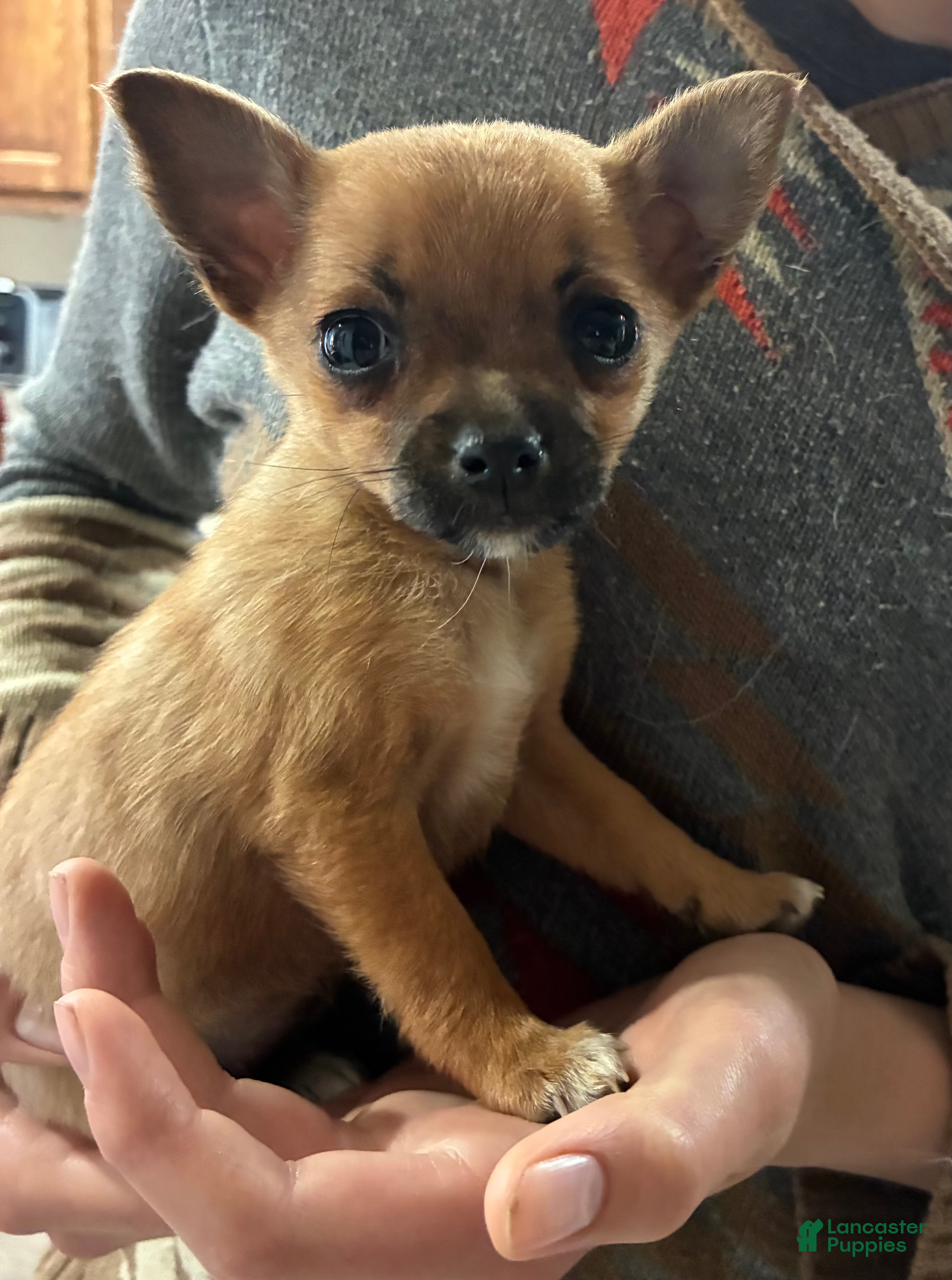 Mixed Breed dogs Sandy - Ad 2