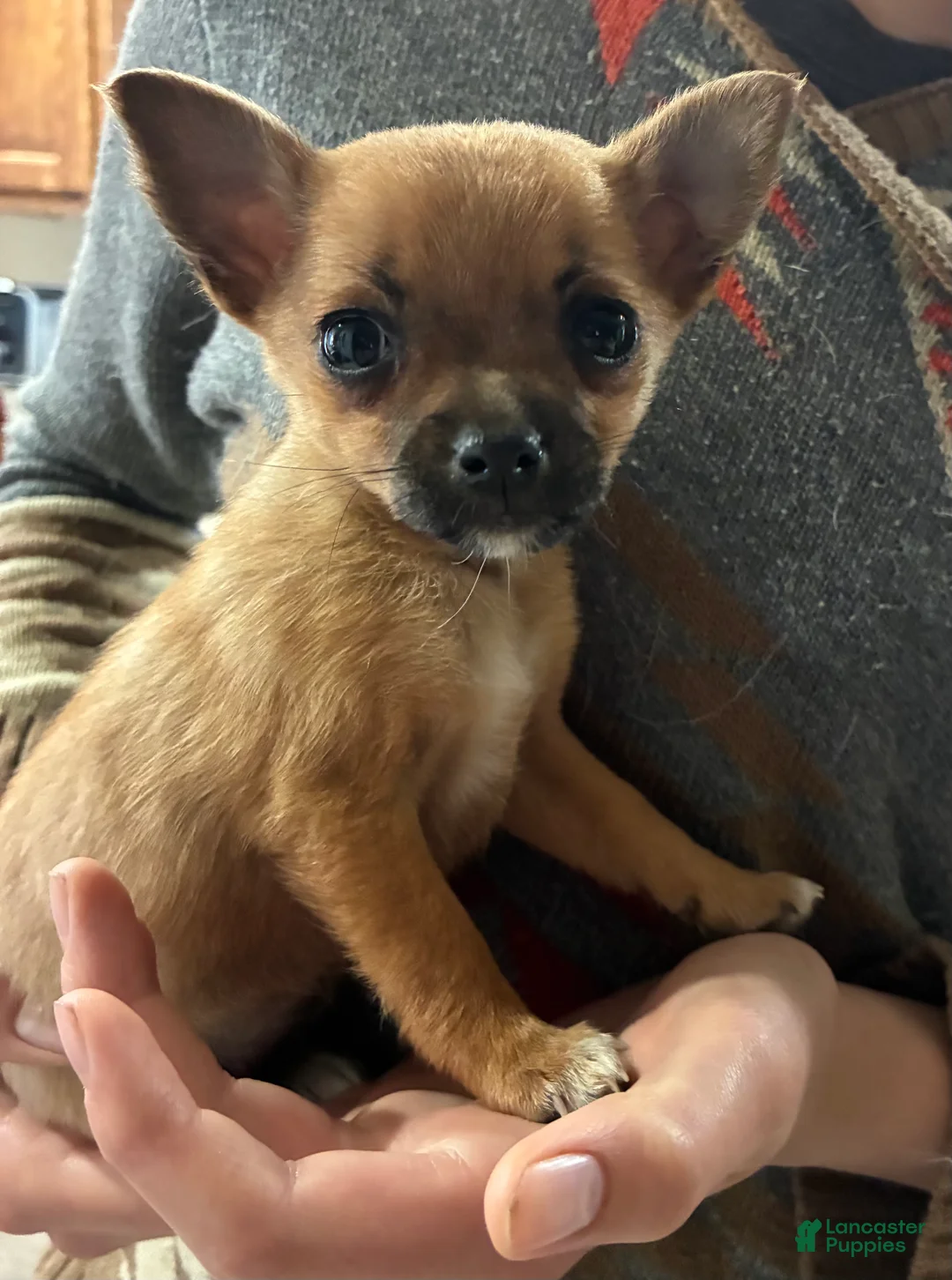Mixed Breed dogs for sale: Sandy - Ad 1