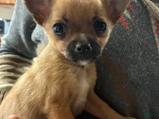 Mixed Breed dogs Sandy - Ad 42