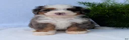 Mini Bernedoodle dogs for sale: Mini Louie  - Ad 19