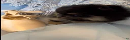 Pomeranian dogs for sale: Josephine - Ad 4