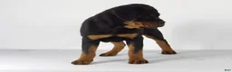 Rottweiler dogs for sale: Rottweiler Puppy 6 - Ad 7