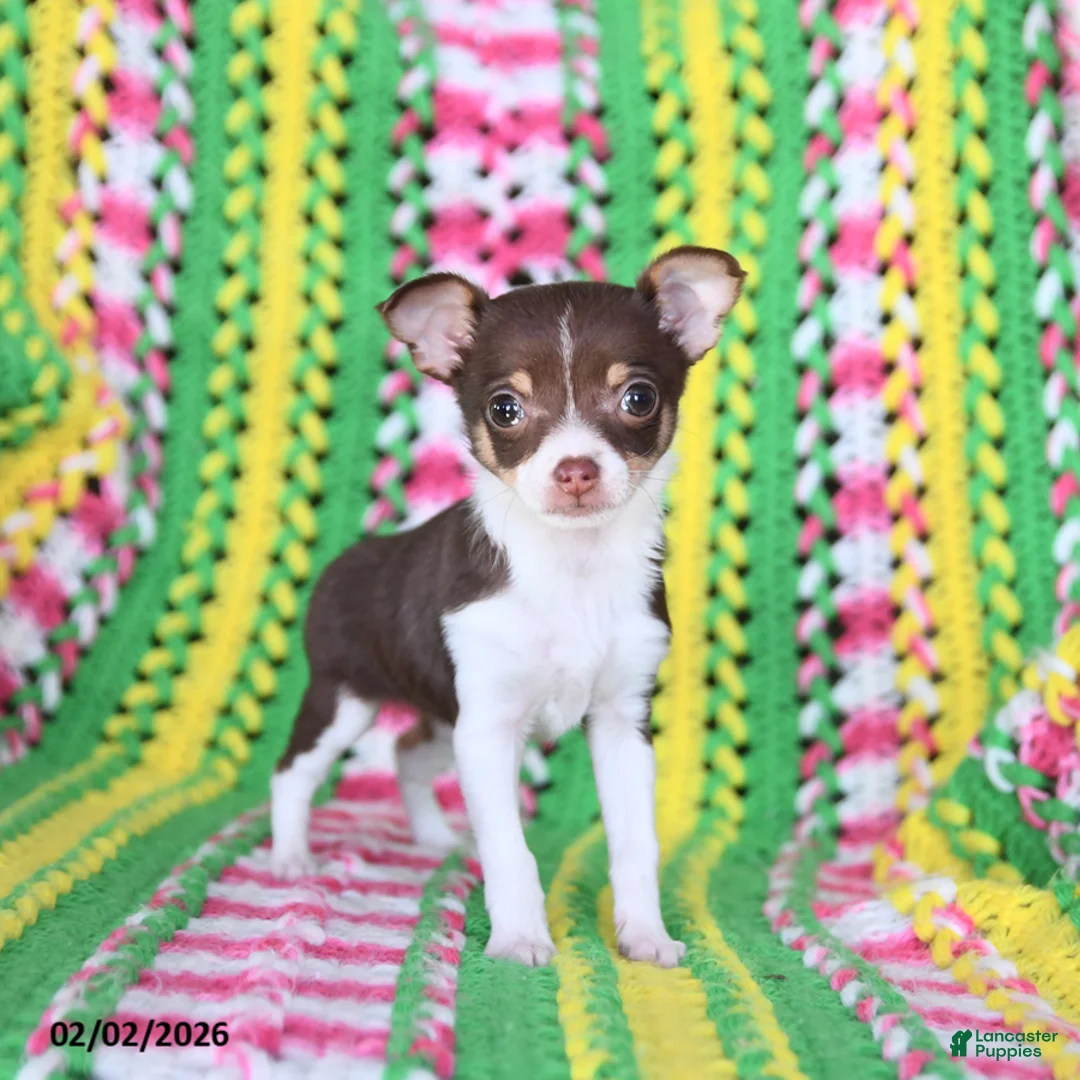 Chihuahua dogs for sale: Lily - Ad 2