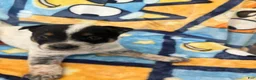Australian Cattle Dog dogs for sale: Australian Cattle Dog Puppy 6 - Ad 1