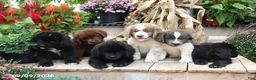 Newfoundland dogs for sale: Rayna - Ad 2