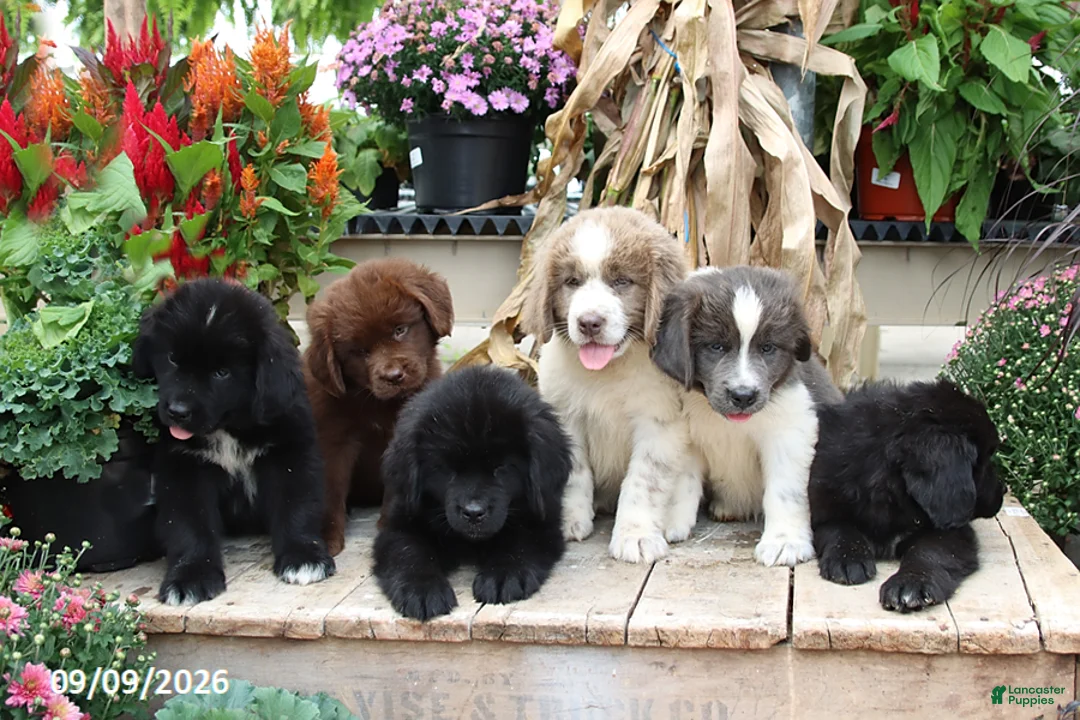 Newfoundland dogs for sale: Rayna - Ad 2