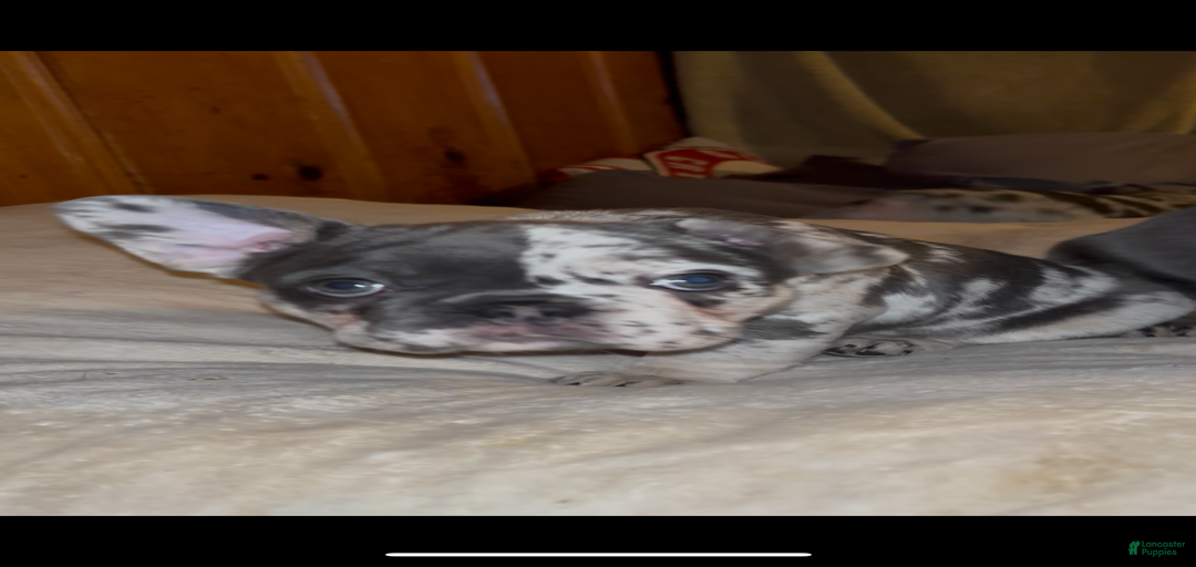 Gallery Image {{count}}