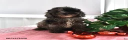 Miniature Poodle dogs for sale: Ace - Ad 4