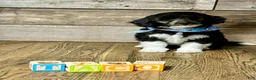 Mini Aussiedoodle dogs for sale: Mini Aussiedoodle 4 Taco - Ad 1