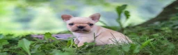 French Bulldog dogs for sale: Cody - Ad 4