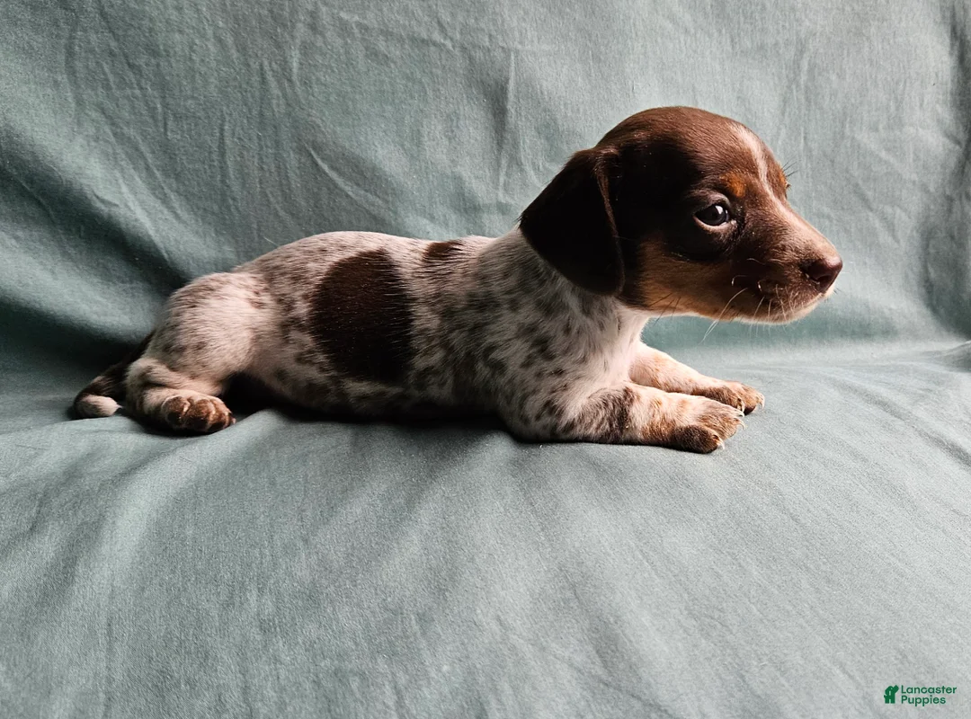 Miniature Dachshund dogs for sale: Carmen  - Ad 2