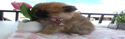 Pomeranian dogs for sale: Pomeranian 2 Sheila - Ad 4