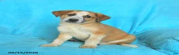 Mixed Breed dogs for sale: Tucker - Ad 3