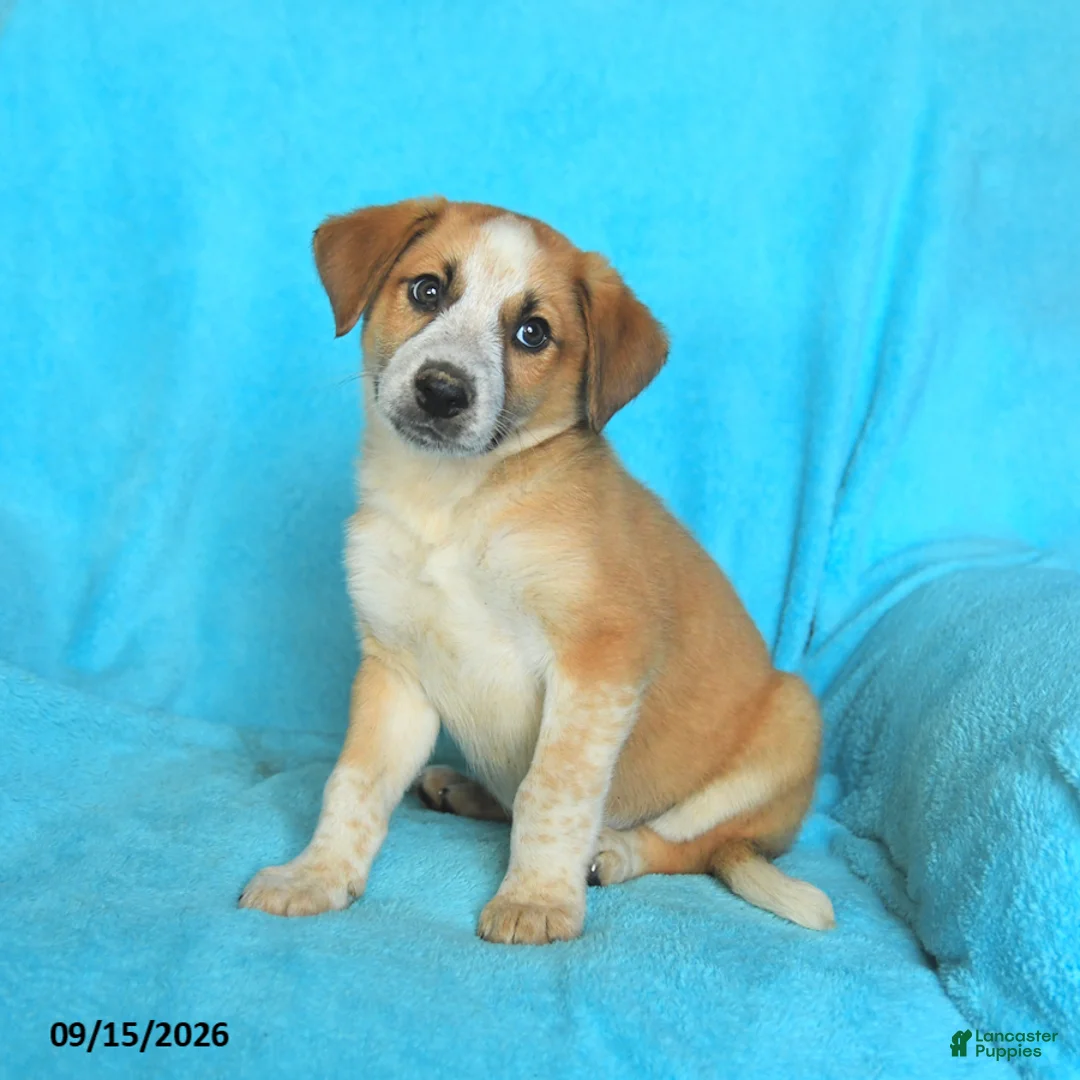 Mixed Breed dogs for sale: Tucker - Ad 3
