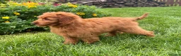 Mini Goldendoodle dogs for sale: Lola - Ad 2