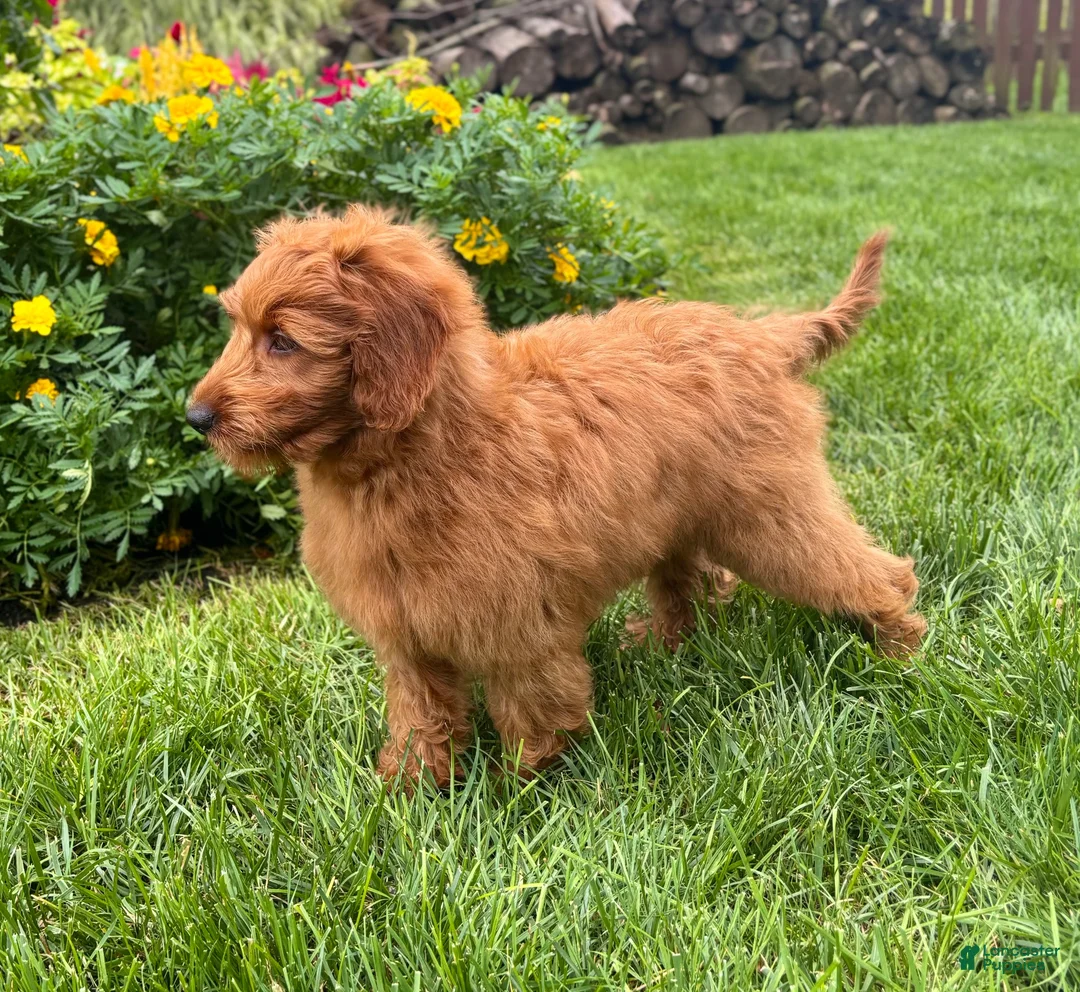 Mini Goldendoodle dogs for sale: Lola - Ad 2