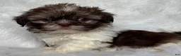 Shih Tzu dogs for sale: Luke - Ad 3