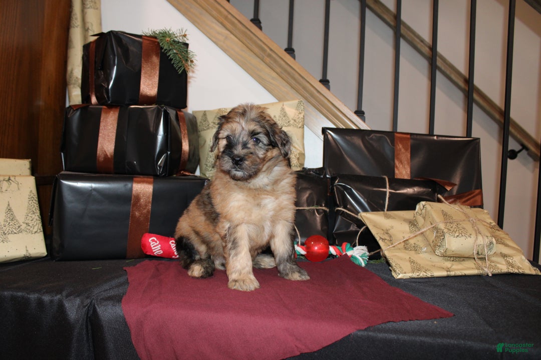 Whoodle dogs for sale: Lee - Ad 3