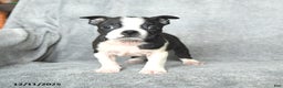 Boston Terrier dogs for sale: Santa   - Ad 2