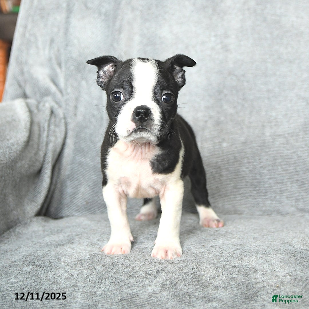 Boston Terrier dogs for sale: Santa   - Ad 2