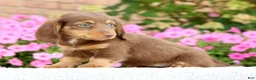 Miniature Dachshund dogs for sale: Dawna - Ad 9